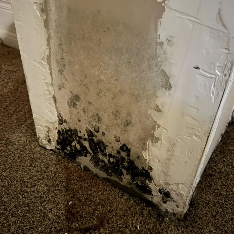 Professional Mold Removal in Christopher, IL